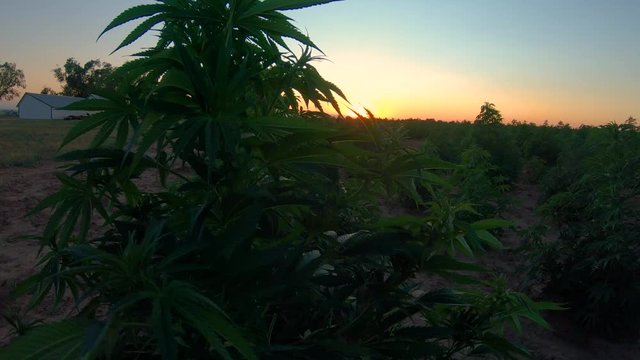 Hemp plant during sunset dances in the breeze in a field of other plants.