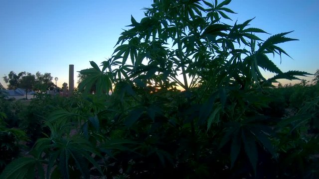 Hemp plant shakes and dances in the breeze.