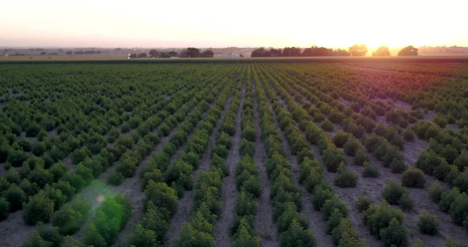 Hemp fields under an orange sky.