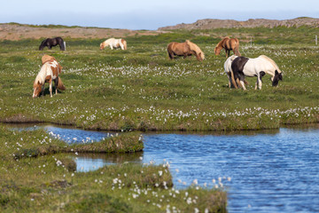 Islandpferde