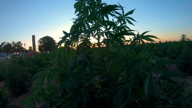 Hemp plant dances in a breeze near other plants during sunset.