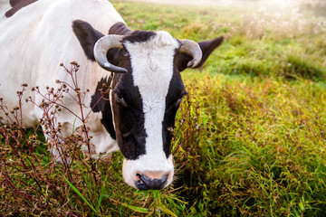 A cow is grazing in a meadow 