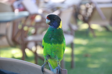 Ring neck parrot