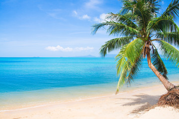 Obraz na płótnie Canvas beach and coconut palm tree