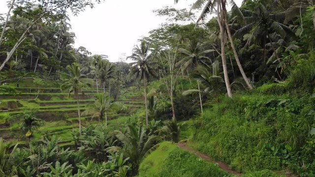 Jungle Rice Terrace Drone Shot