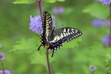 ダンギクに止まるアゲハチョウ