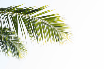 branch of palm tree isolated on white background