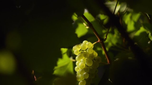 Spot sunlit bunch of chardonnay grapes on a lush green grapevine, alt view