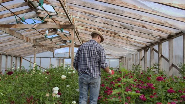 View from the back: A man walks in a greenhouse inspecting roses in gloves