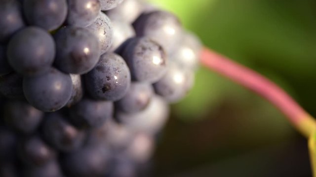 Juicy full bunches of Pinot Noir grapes on the grapevine at harvest, macro shot