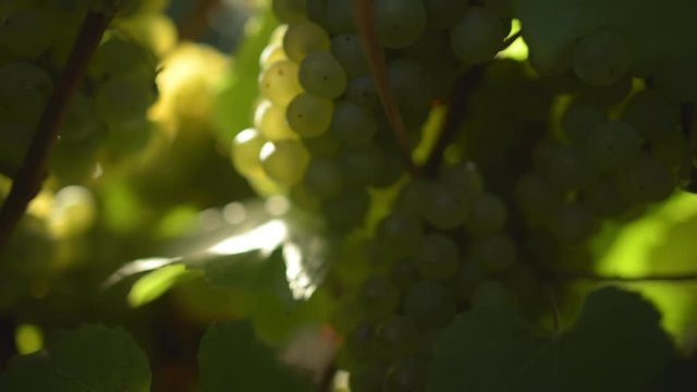 Juicy,full bunch of chardonnay grapes hanging on a lush grapevine waiting for harvest, panning shot