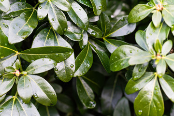 wet and glossy green leaves  after rain in garden look shiny beautiful 