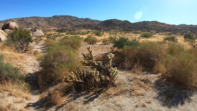 4K clip of Cactus and desert background with straw-colored grasses, hills, white sand and mountains. Long shadows and late afternoon sun. Filmed in southwest California, United States.