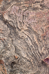 bark of a tree