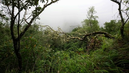 Madeira Ribeiro Frio 4