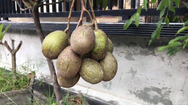 Spondias dulcis also known commonly as ambarella or also June Plum. This equatorial edible fruits rich in fibrous pit. In Indonesia is also known as kedondong, or long long fruit among Chinese.