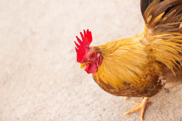 chicken on a farm
