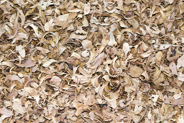 background of dry leaves