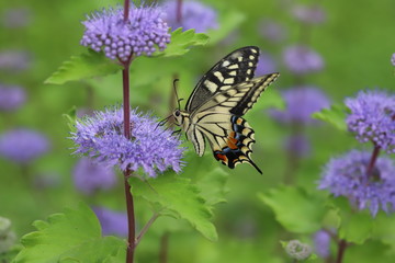 ダンギクに止まるアゲハチョウ