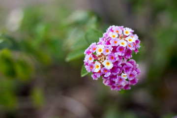 Obraz premium purple flower in the garden