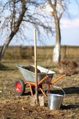 planting a new fruit tree seedling in. garden renovation