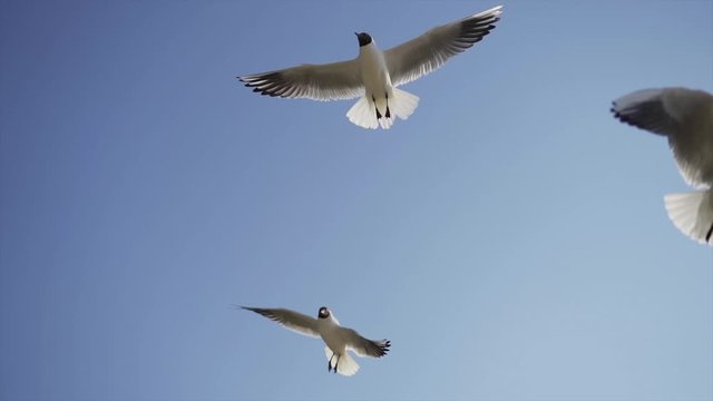 Hungry seagulls flying in the air and looking for food, slow motion.