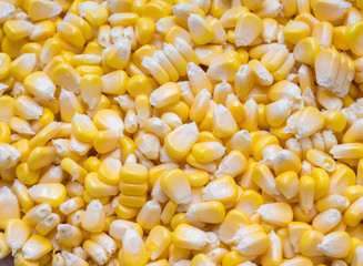 background of yellow corn