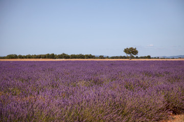 Fototapeta na wymiar Lavender Fields In Provence South Of France