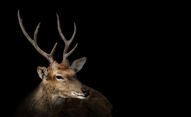 Portrait de cerf tacheté ou de chitals sur fond noir avec un tracé de détourage. Photographie de la faune et des animaux
