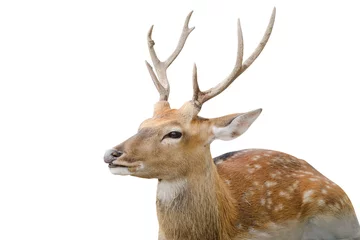 Deurstickers Spotted deer or chitals portrait on white background with clipping path. Wildlife and animal photo © bigy9950