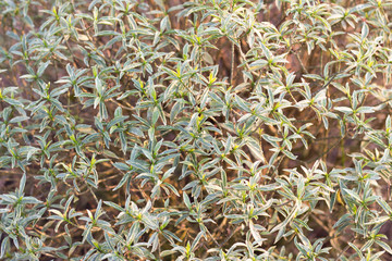 background of green grass