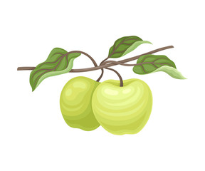 Pair of green apples. Vector illustration on a white background.