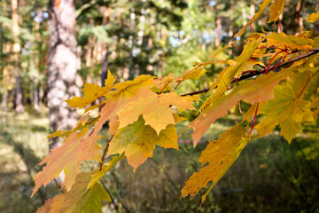 Autumn background - yellowing leaves of Canadian maple trees. Indian summer.