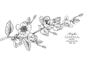 Sketch Floral Botany set. Magnolia flower and leaf drawings. Black and white with line art on white backgrounds. Hand Drawn Botanical Illustrations.Vector.Vintage styles. © b.illustrations