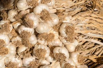 Garlic bunches stacked on a surface as background.