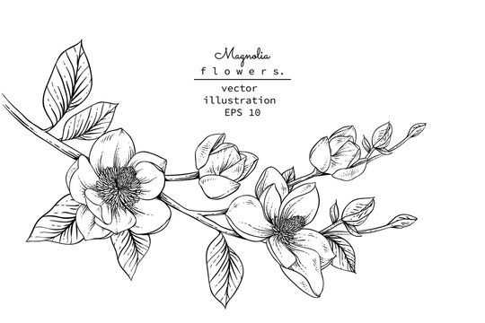 Sketch Floral Botany set. Magnolia flower and leaf drawings. Black and white with line art on white backgrounds. Hand Drawn Botanical Illustrations.Vector.Vintage styles.