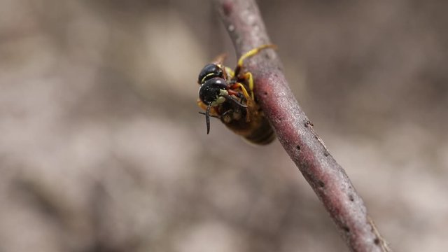 A Bee Wolf Wasp, Philanthus triangulum, with its prey that it has just caught a worker honey bee, Apis mellifera.