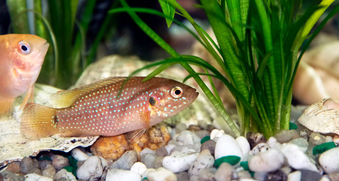 Hemihromis