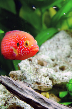Hemihromis handsome