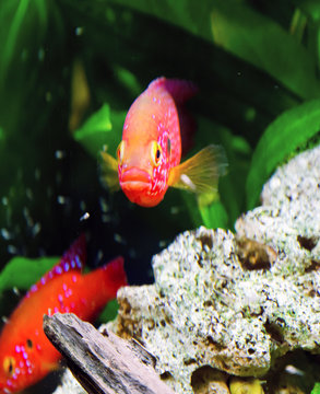 Hemihromis handsome