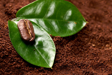 two coffee beans with green leaves on ground coffee background. concept: freshness of coffee beans. horizontal view