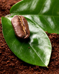 coffee bean with two green leaves on the background of ground coffee. concept: freshness of coffee beans. vertical view