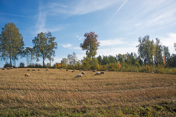 Sheep grazing in autumn. Beautiful autumn landscape scene with sheep in paddock and trees on the...