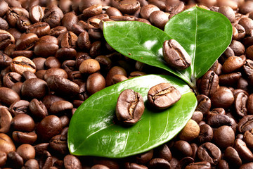 coffee bean with a green leaf on the background of coffee beans. concept: freshness of coffee beans.