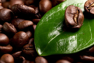 coffee bean on a green leaf with drops of water lying on the background of coffee beans