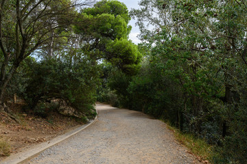 Fototapeta na wymiar Rocky path to with green trees on the side and vegetation in a cloudy day