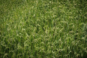 ellow-green rice ears are ready to harvest the output.