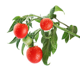 Growing tomatoes with dew drops on white background.