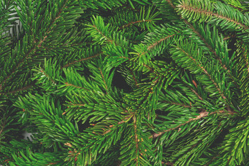 Pine tree branches pile close up as a background