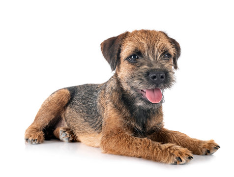 young border terrier